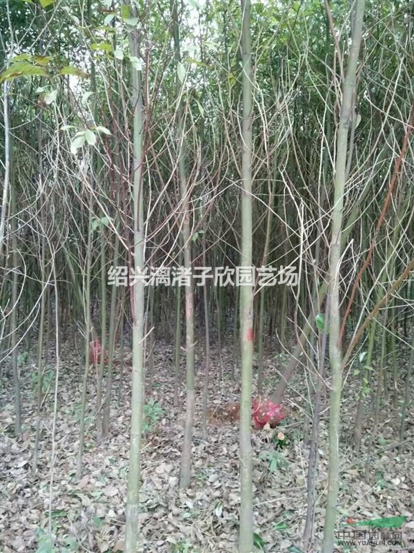 大量精品小香樟 自產自銷 胸徑3至7公分
