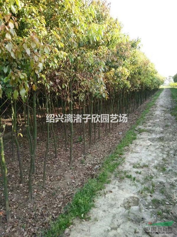 大量精品小香樟 自產自銷 胸徑3至7公分