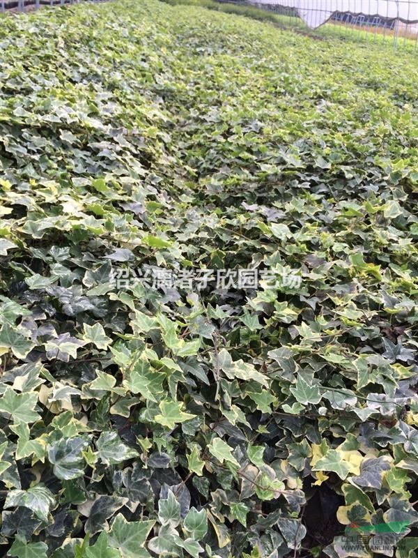 大量花葉長春藤  長度25至50厘米 自產(chǎn)自銷 農(nóng)戶價(jià)