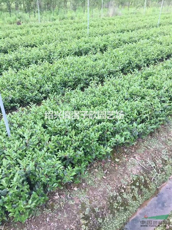 精品茶梅地栽小苗 