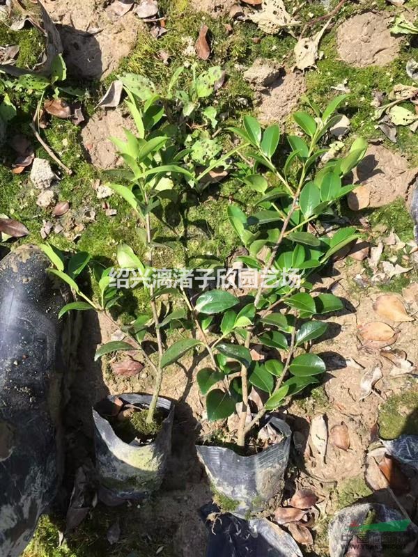 精品茶梅小杯苗 