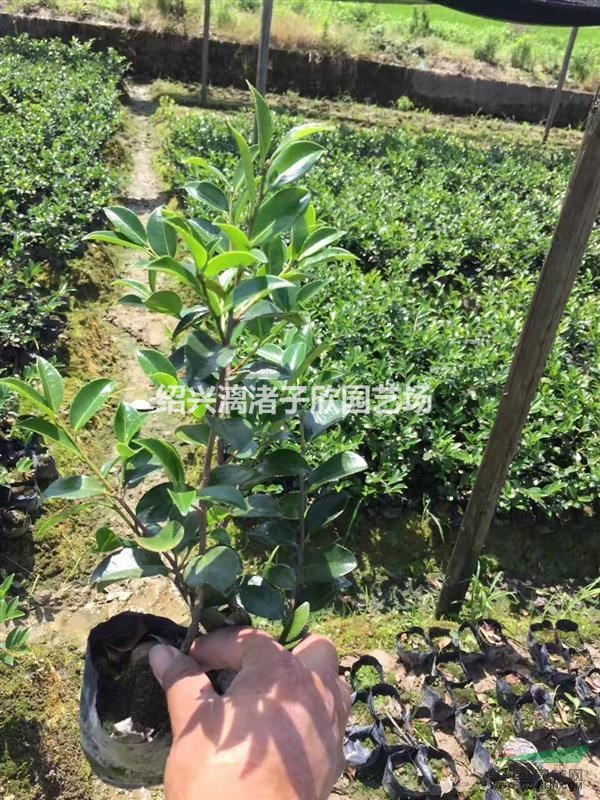 精品茶梅小杯苗 