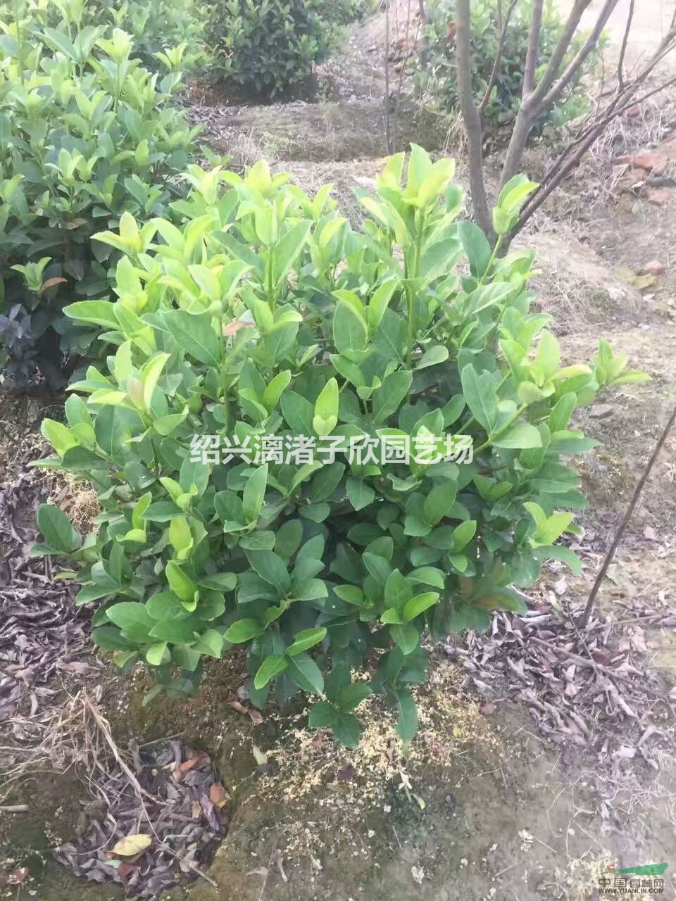 歐洲莢蒾球 冠副80厘米至1米2
