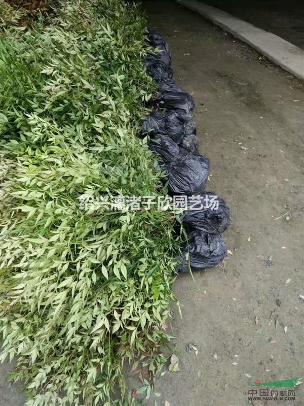 精品南天竹地栽小苗  高度30厘米至60厘米