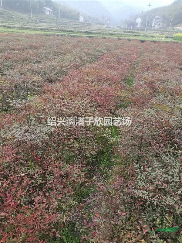 精品南天竹地栽小苗  高度30厘米至60厘米
