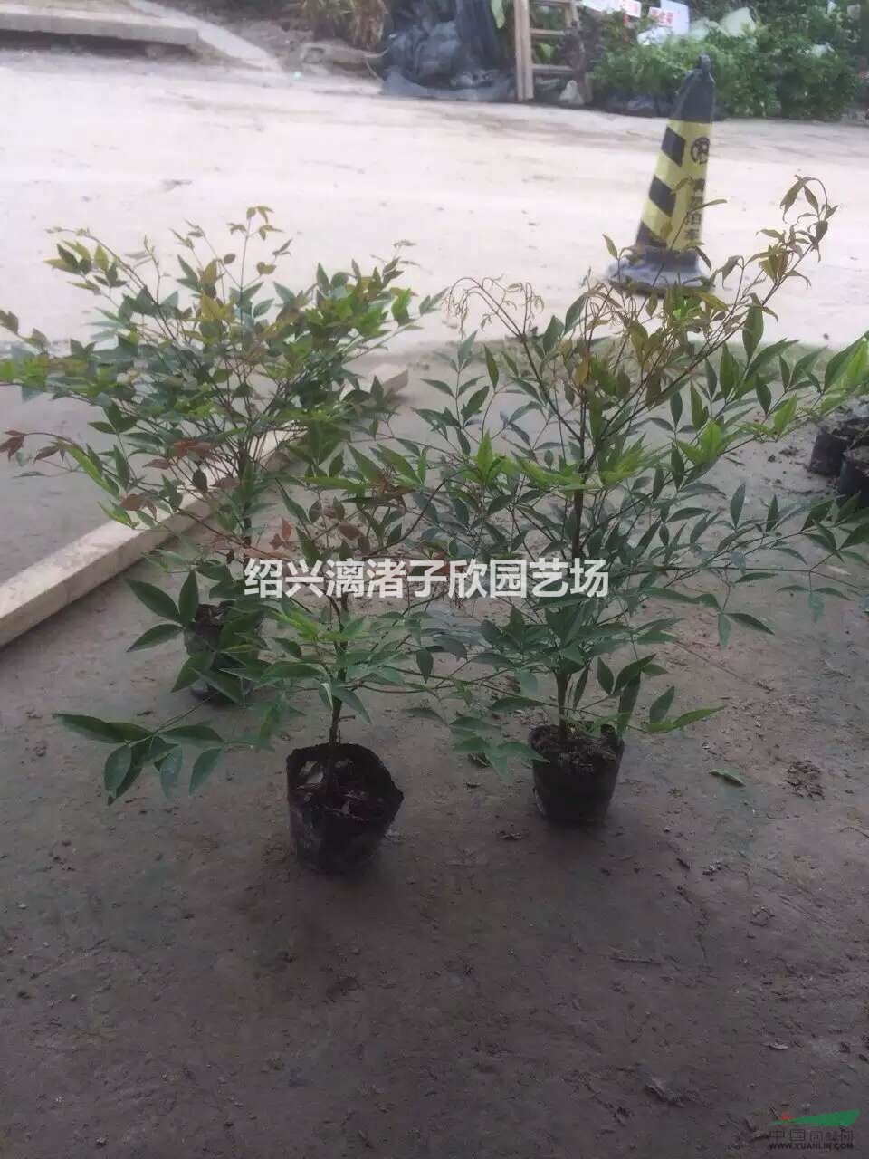 精品南天竹大杯苗  高度45厘米至60厘米，冠副35厘米左右
