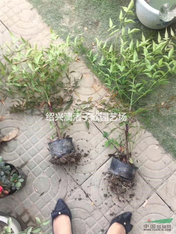 精品南天竹大杯苗  高度45厘米至60厘米，冠副35厘米左右