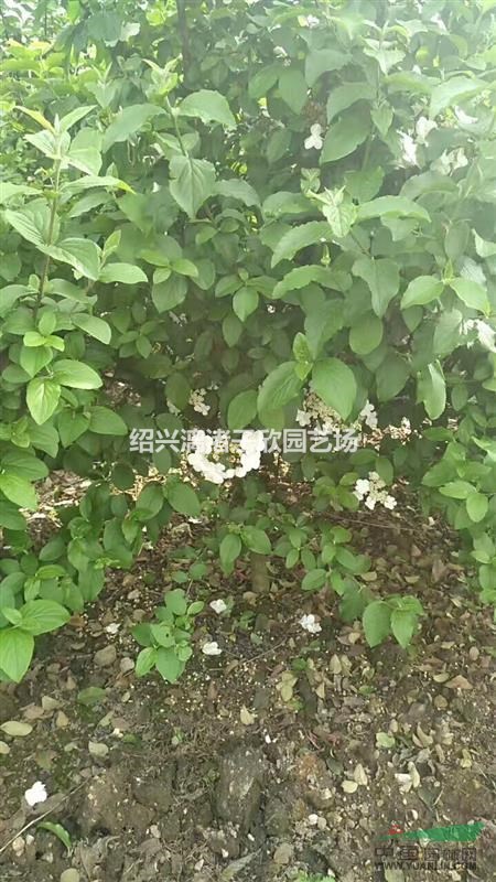 精品木繡球  冠副1米2至2米