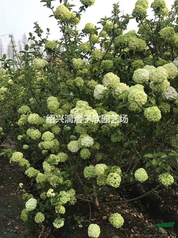 精品木繡球  冠副1米2至2米