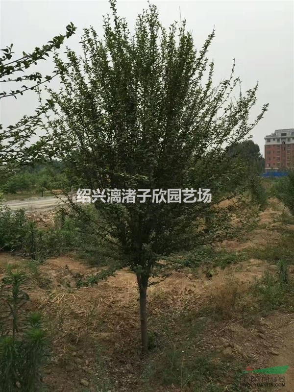 精品木槿  地徑3至8公分 冠副1米至2.5米
