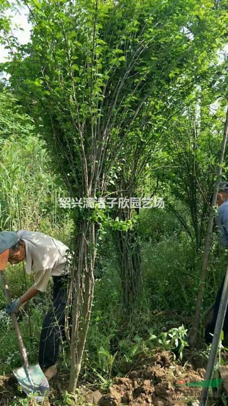 精品木槿  地徑3至8公分 冠副1米至2.5米