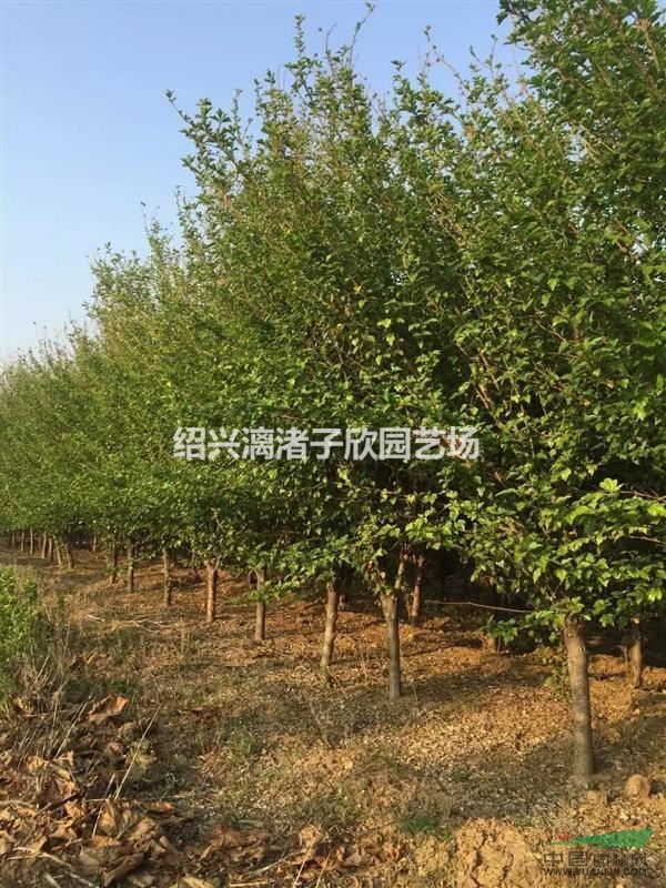 精品木槿  地徑3至8公分 冠副1米至2.5米