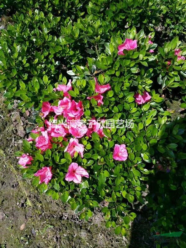 精品紫鵑地栽小毛球  冠副25至40厘米 