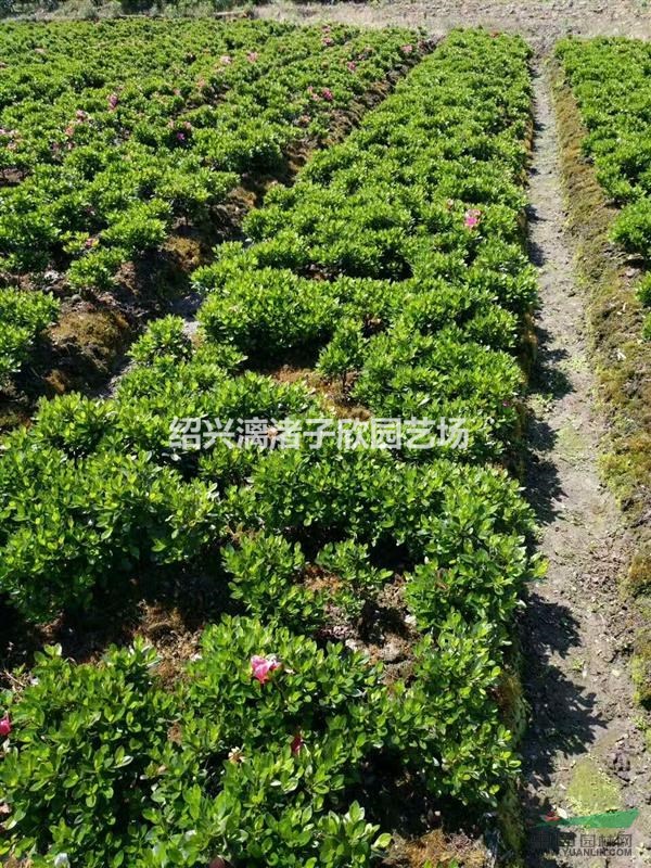 精品紫鵑地栽小毛球  冠副25至40厘米 