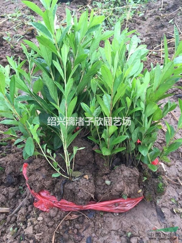 精品毛鵑地栽小苗  高度35厘米