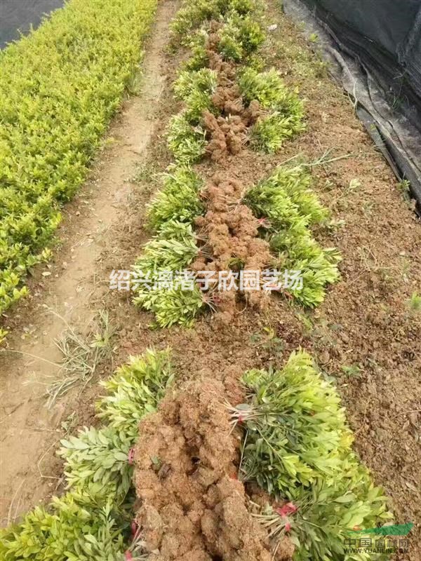 精品毛鵑地栽小苗  高度35厘米