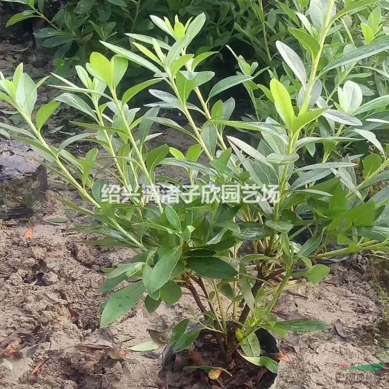 精品大杯毛鵑 高度35厘米 冠副25厘米