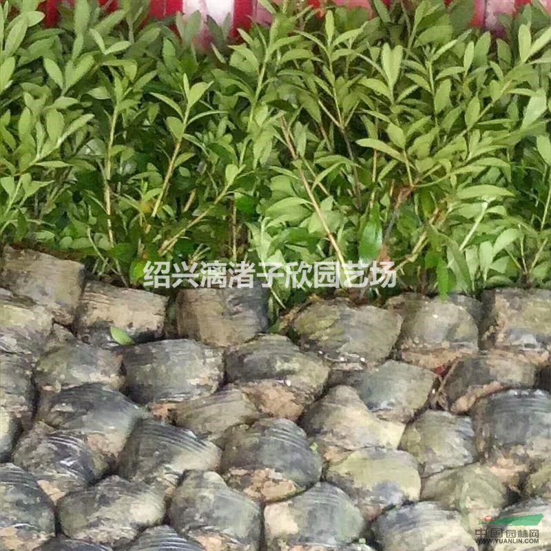 精品大杯毛鵑 高度35厘米 冠副25厘米