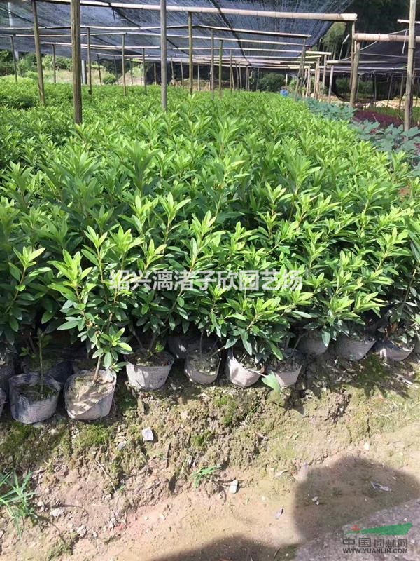 精品大杯毛鵑 高度35厘米 冠副25厘米