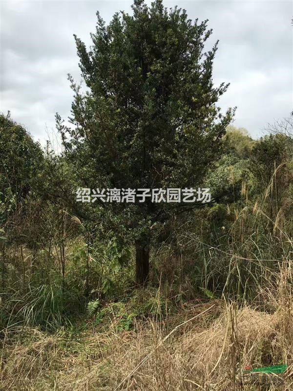 精品羅漢松樹  地徑8到30公分
