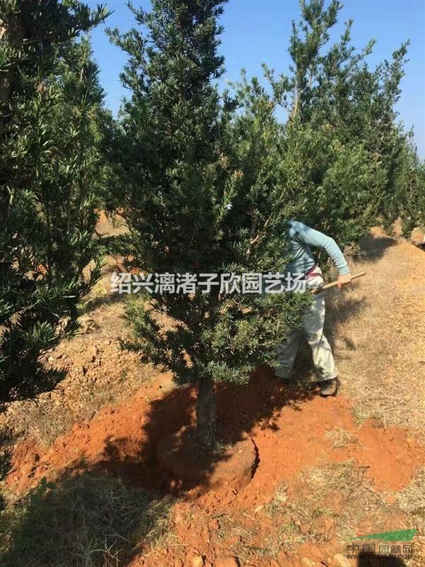 精品羅漢松樹  地徑8到30公分