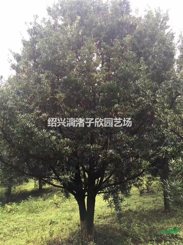 精品羅漢松樹  地徑8到30公分