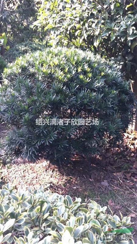 精品羅漢松球   冠副1米至1米8
