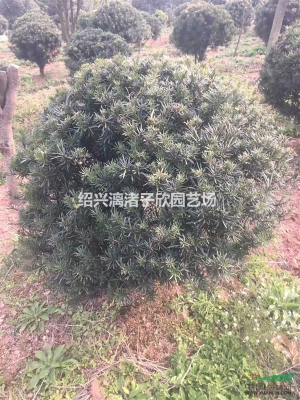 精品羅漢松球   冠副1米至1米8
