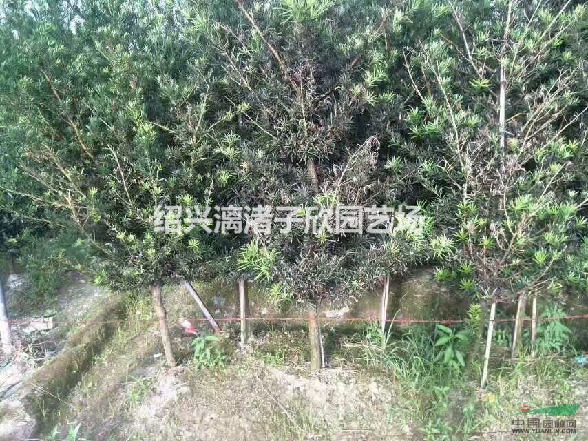 大量精品羅漢松小苗  