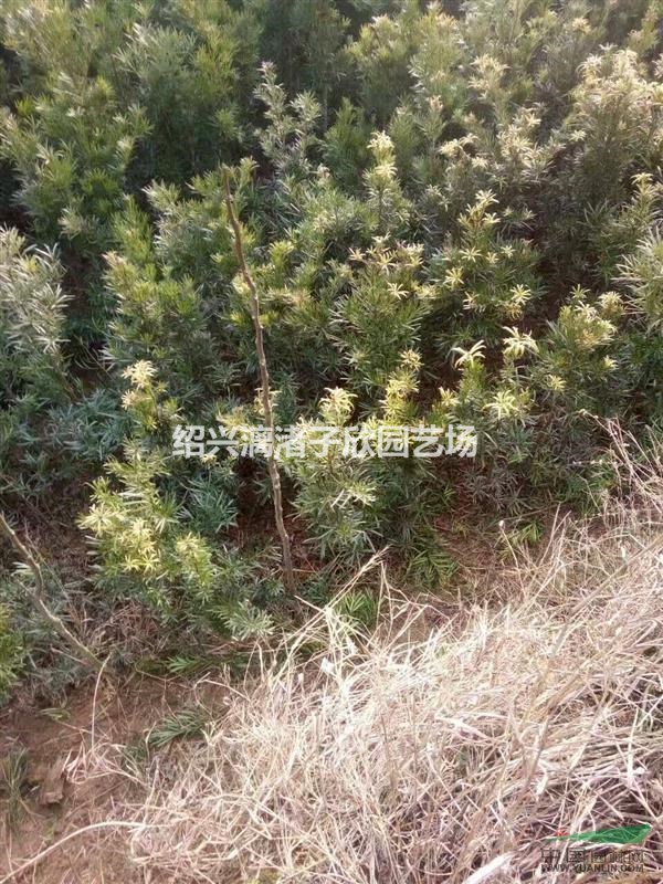 大量精品羅漢松小苗  