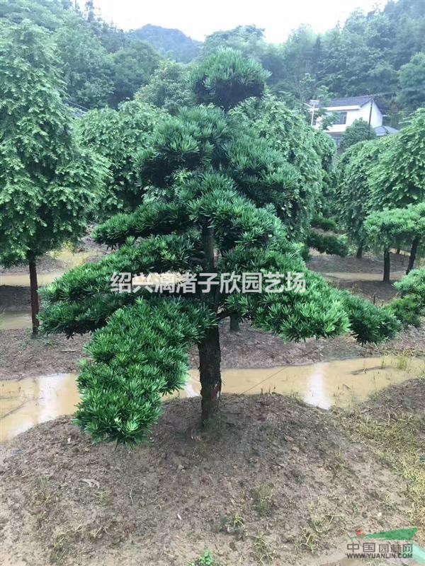 精品造型羅漢松  造型5年以上