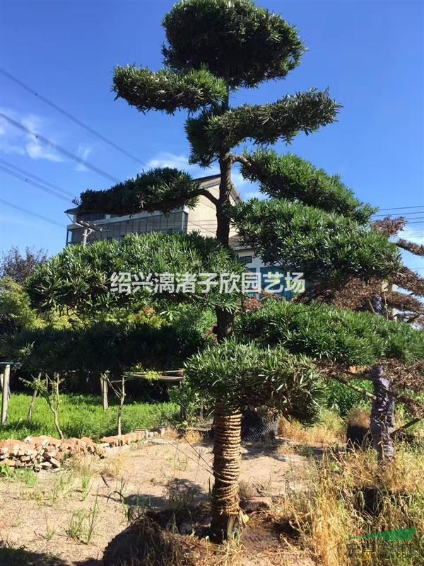 精品造型羅漢松  造型5年以上