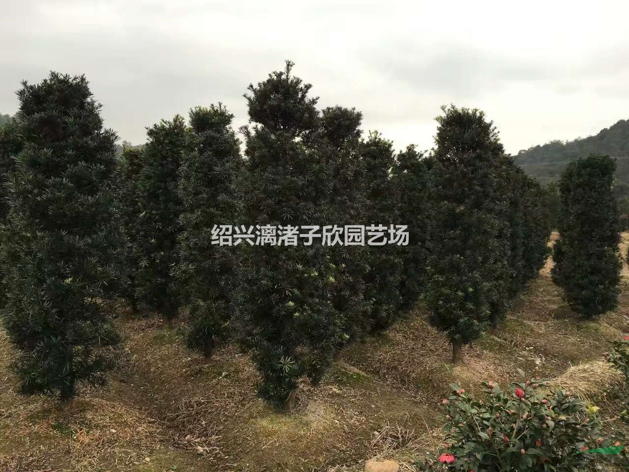 精品造型羅漢松柱子 高度2.5米 冠副50厘米至1.2米