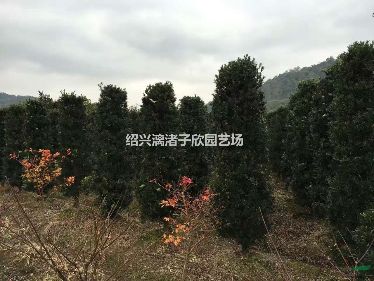 精品造型羅漢松柱子 高度2.5米 冠副50厘米至1.2米