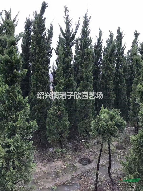 精品龍柏樹 高度80厘米至2米