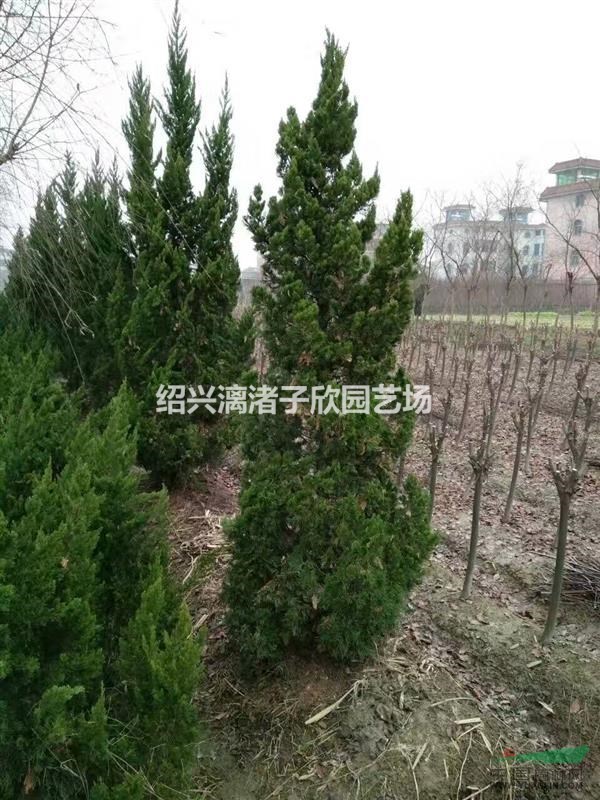 精品龍柏樹 高度80厘米至2米
