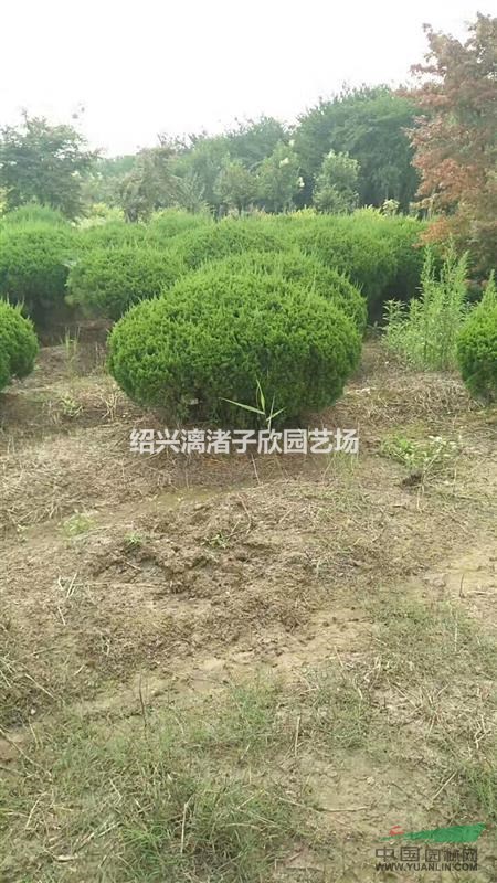 大量精品龍柏球 冠副1米至1米5