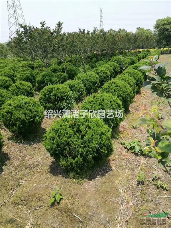 大量精品龍柏球 冠副1米至1米5