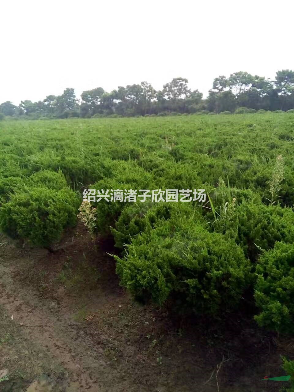 大量精品龍柏球 冠副1米至1米5