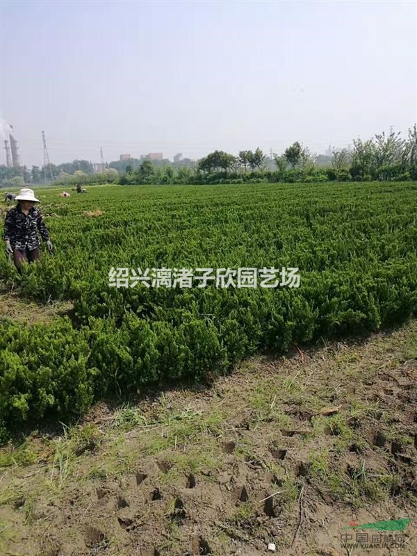 精品龍柏小毛球  高度50厘米冠副30厘米左右