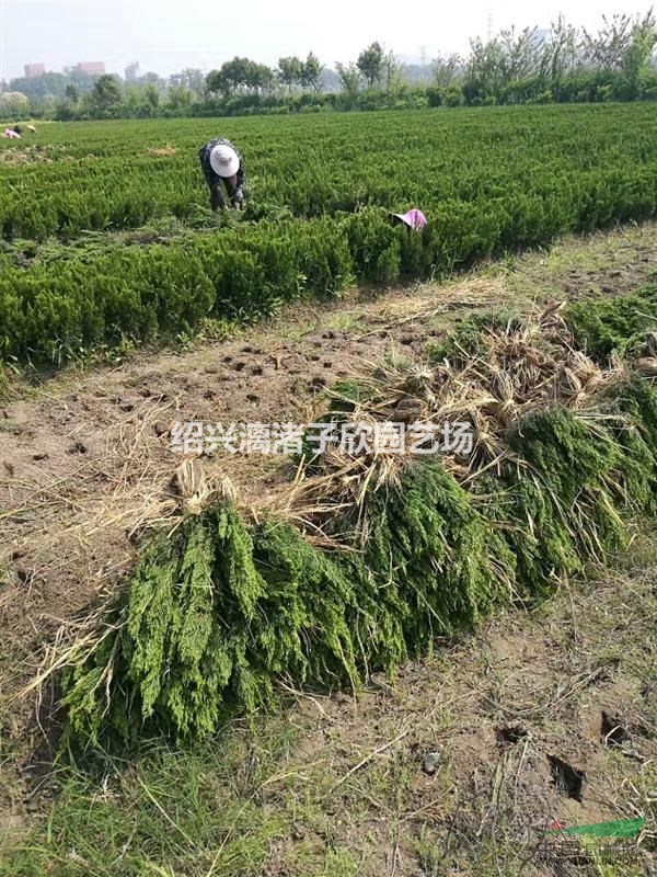 精品龍柏小毛球  高度50厘米冠副30厘米左右