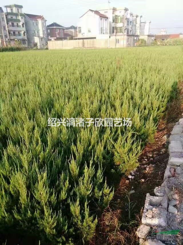 精品龍柏小毛球  高度50厘米冠副30厘米左右