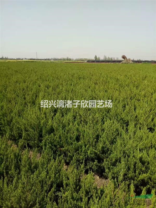 精品龍柏樹 高度80厘米至2米