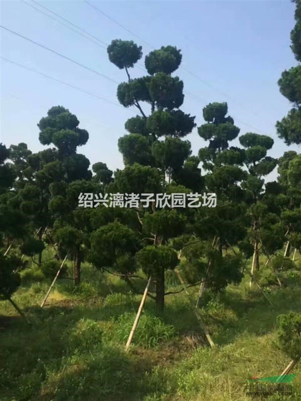 精品優美造型龍柏  