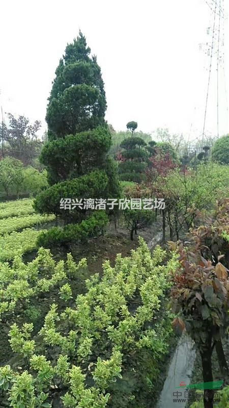 精品優美造型龍柏  