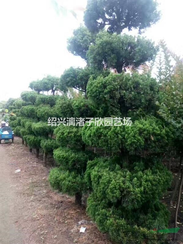 精品優美造型龍柏  