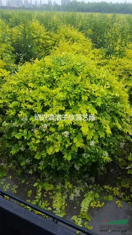 大量精品金葉女貞球