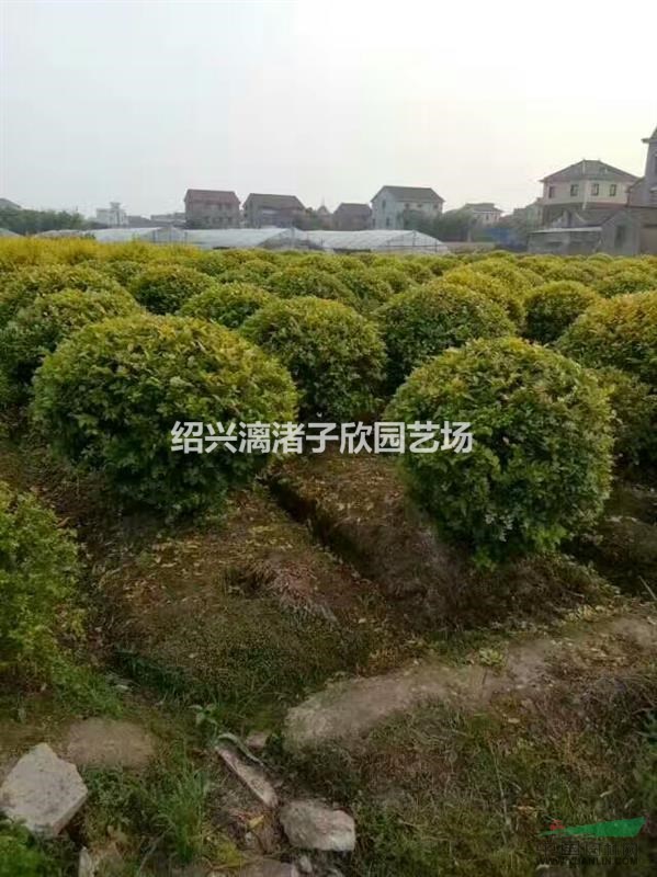 大量精品金葉女貞球