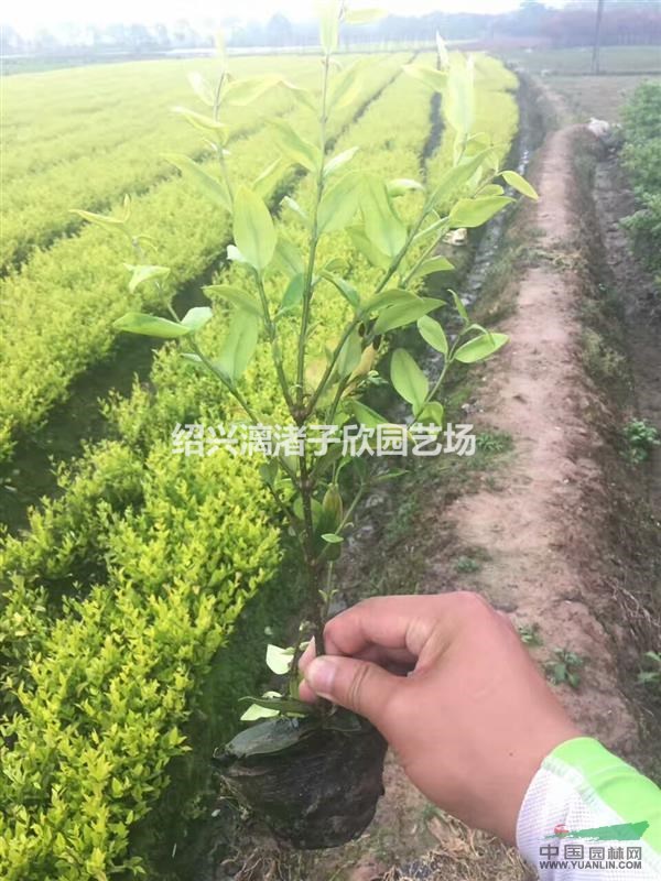 大量精品小杯金森女貞  高度30到60 基本都有分叉