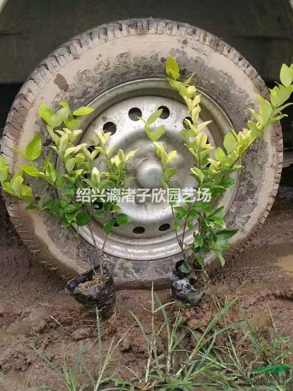 大量精品小杯金森女貞  高度30到60 基本都有分叉